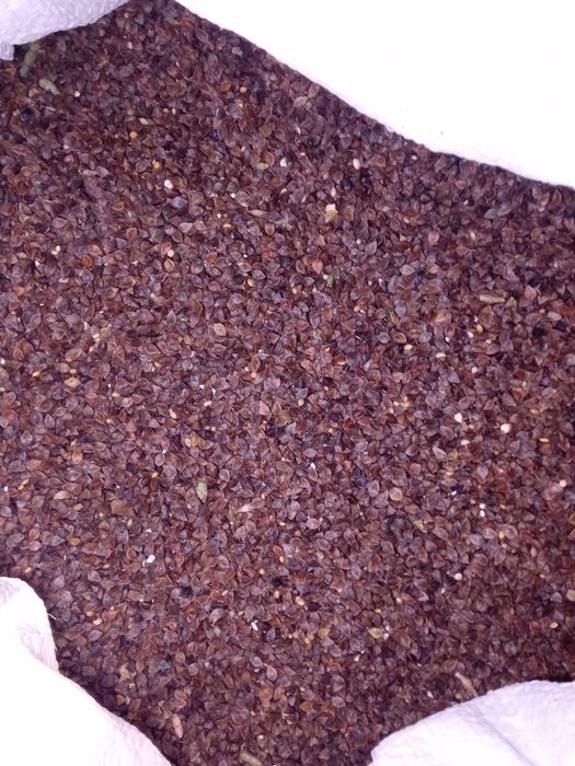 Насіння гречки.Гречка посівна.