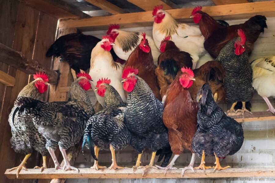 Kurki nioski, kury 6 tyg. odchowane, szczepione, dowóz Ferma Drozd