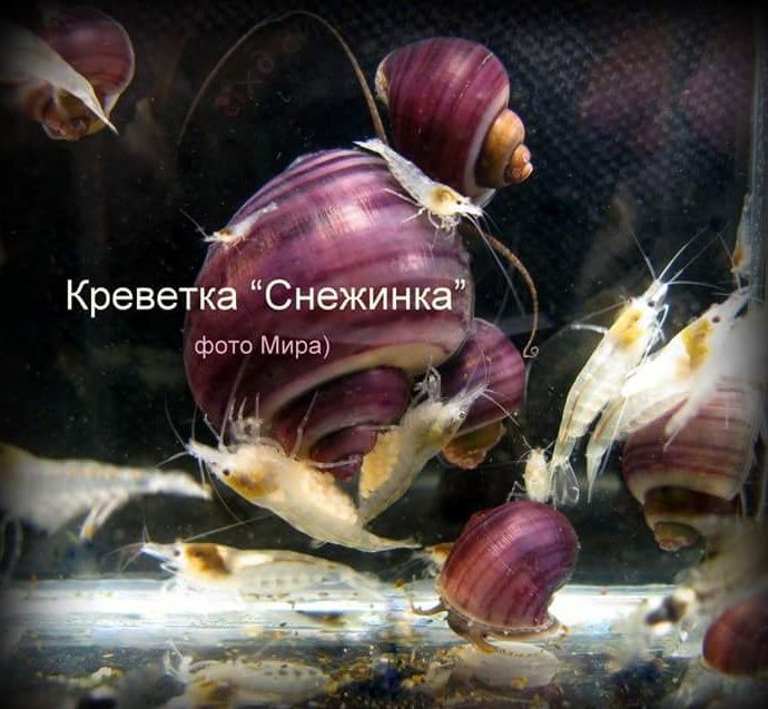 Аквариумные креветки всех цветов.