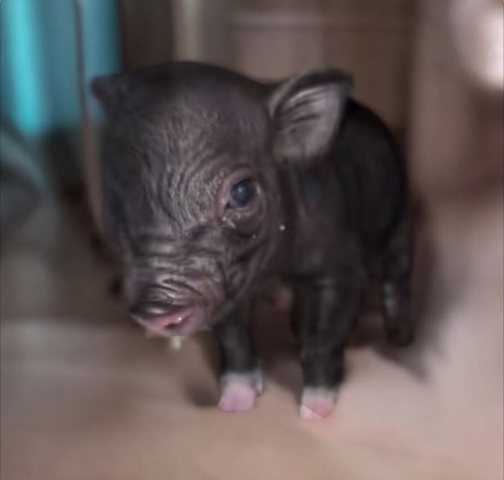 Мини и микропиги мальчики и девочка