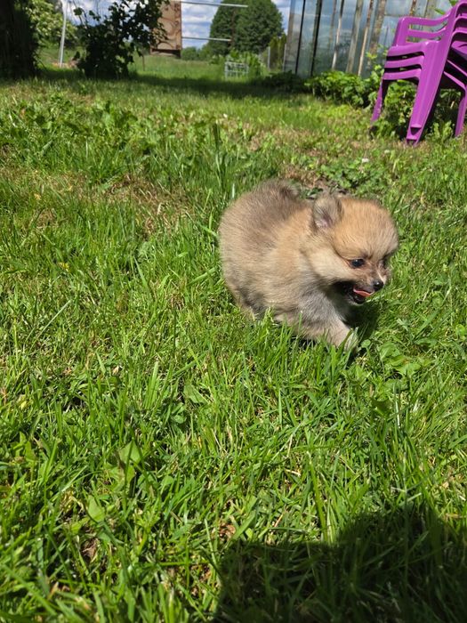 Pomeranian , szpic miniaturowy