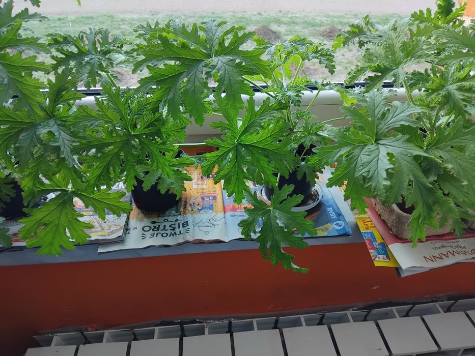 GERANIUM anginka cytrynka wysokość ponad  30  cm