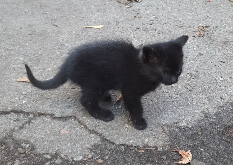 Чорне кошеня шукає сім'ю