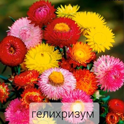 Многолетние цветы ( семена ) , багаторічні квіти насіння: 50 грн. - Сад ...
