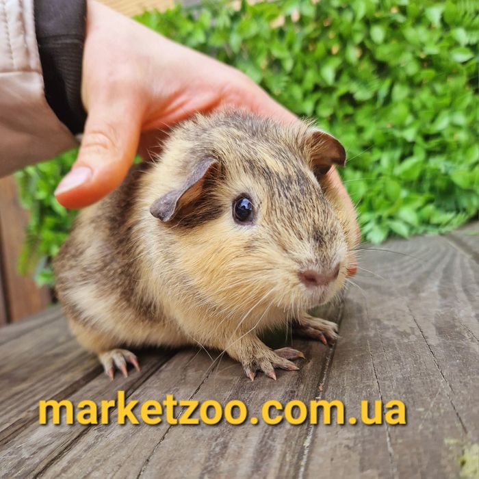 Шикарньій мальчик с висячими ушками