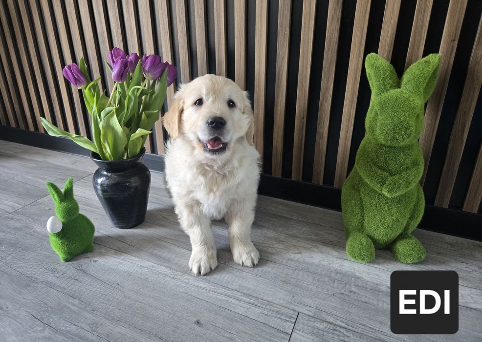 **Golden Retriever** Pies EDI**