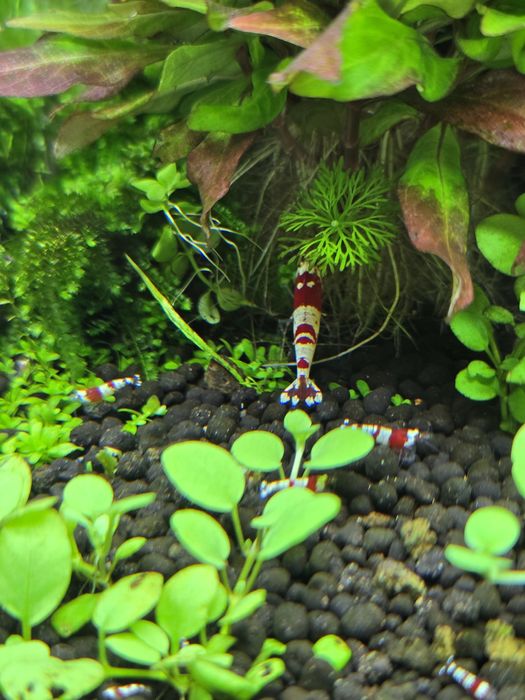 Camarão crs caridina red crystal