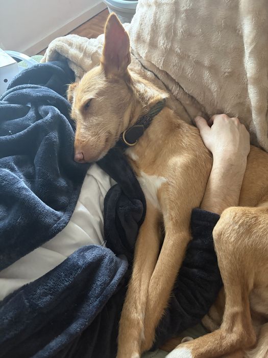 PALHA - cadela para adoção responsável