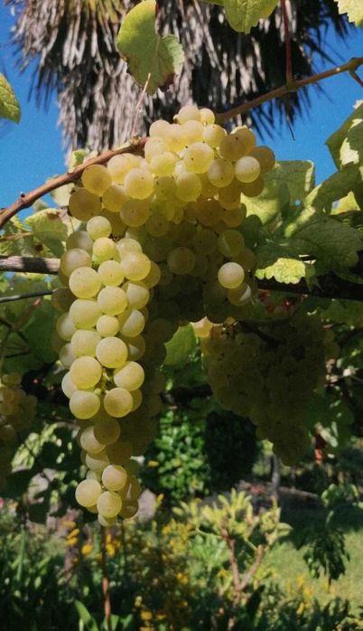 Uvas brancas e tintas