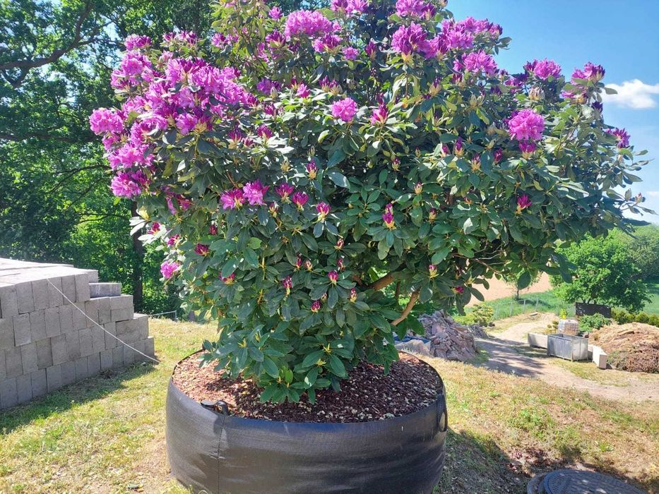 Rhododendron, różanecznik