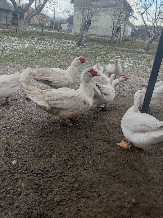 Індокачка німецька селекція