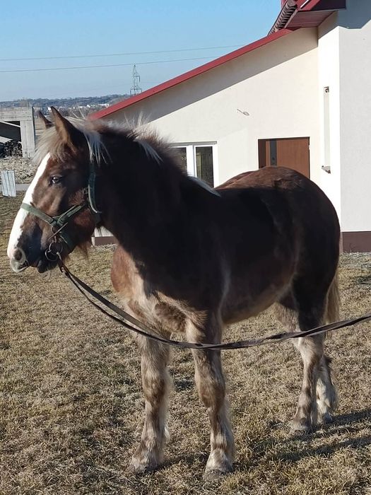 Źrebica 11 miesięcy