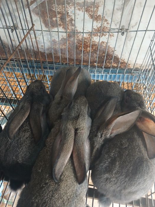 Coelhos pardos e pretos