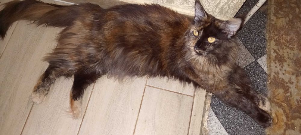 Продаются шикарные чистокровные девочки Мейн-Куны черепахового цвета