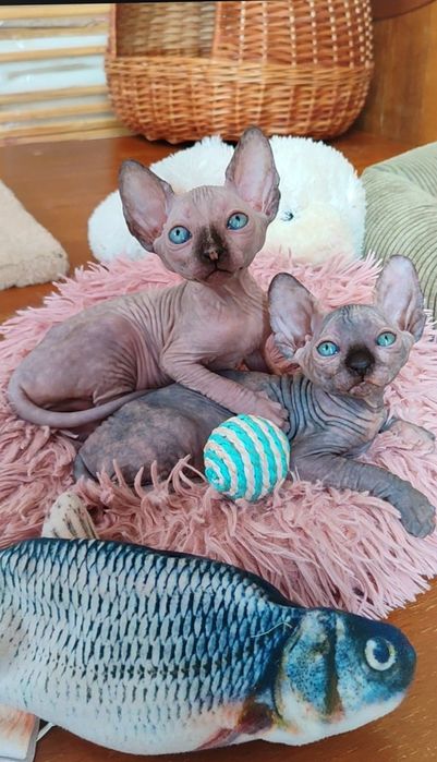 Продам канадський сфінкс топові дівчата.