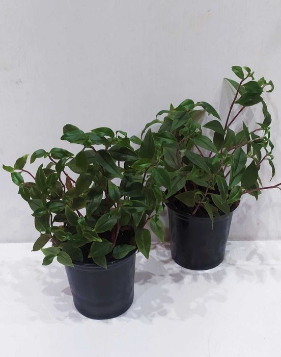 Традесканция комнатная