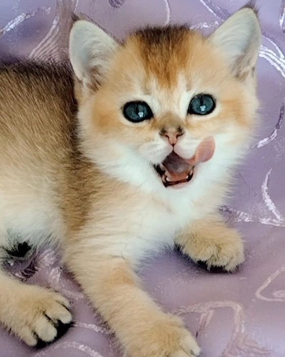 Кот,золотая шиншилла ,на вязку.