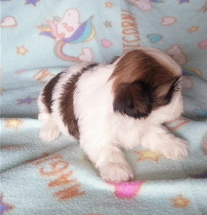 Cachorrinha Shih-tzu Fêmea