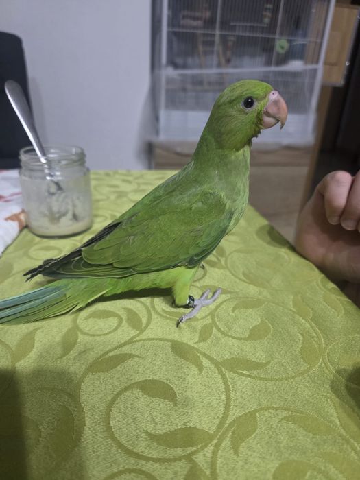 Ring neck para criar a mão sexados