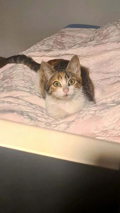 Brigitte-  gatinha bebe (4Meses) para adoção