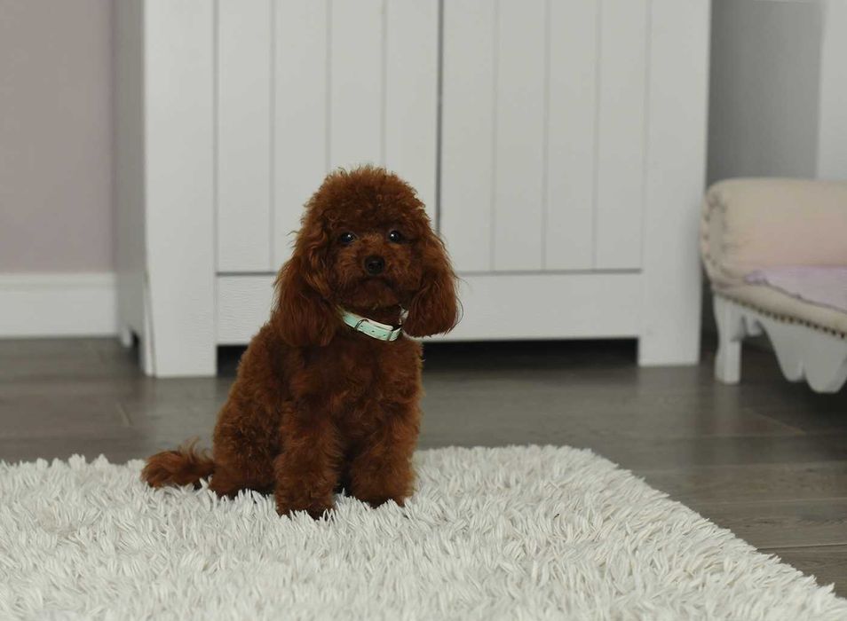 Pudel toy red brown- mini reprroduktor krycie