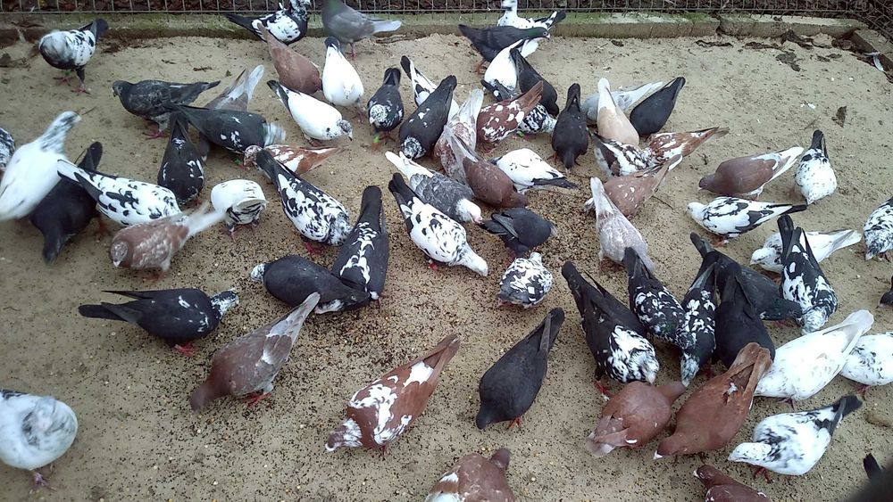 Gołębie pocztowe młode