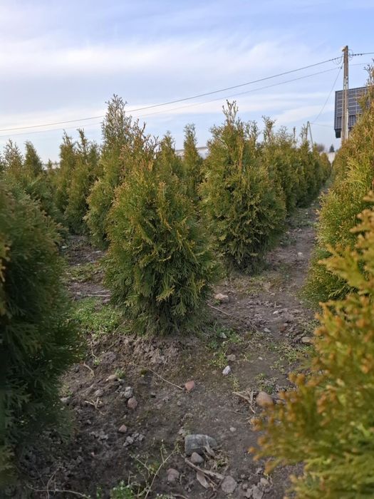 Tuja thuja szmaragd