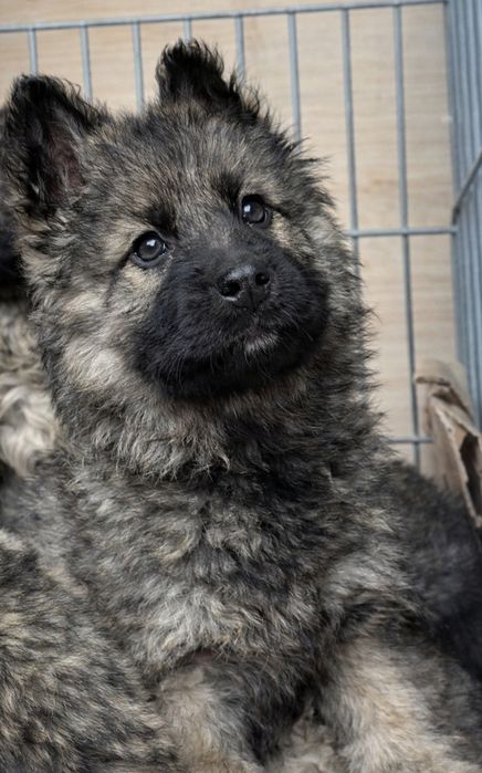 Owczarek staroniemiecki