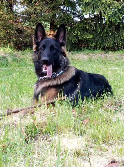 owczarek niemiecki/belgijski