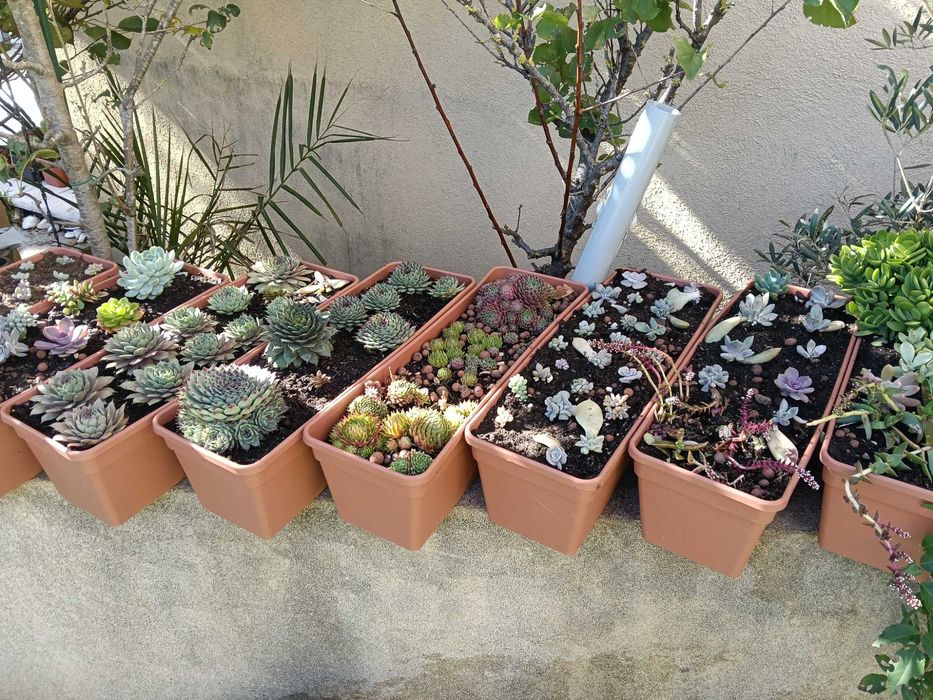 Suculentas em vaso