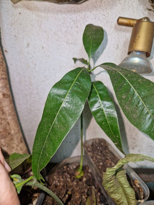 PÉS de manga espada