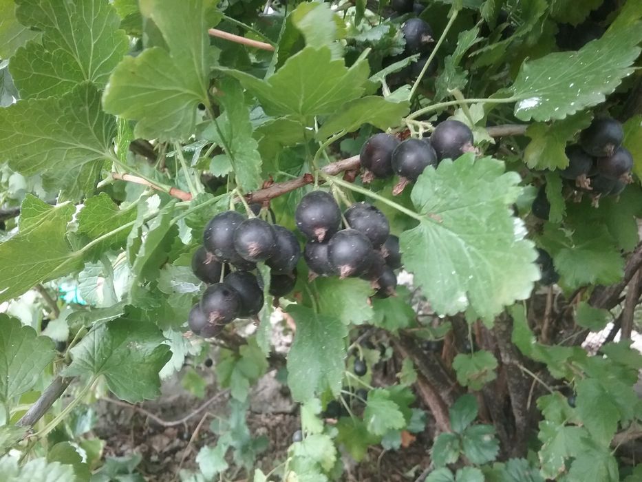 Варенье смородина