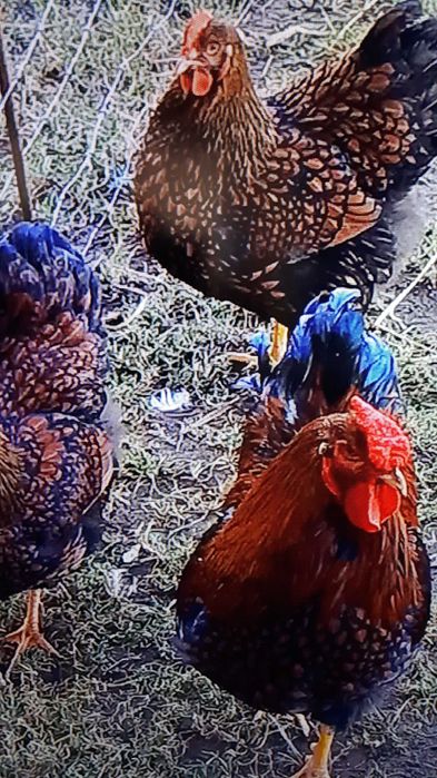 jajka legowe , kolorowe mix