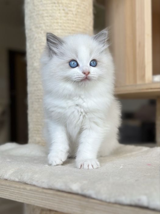 Kotka ragdoll do hodowli FPL