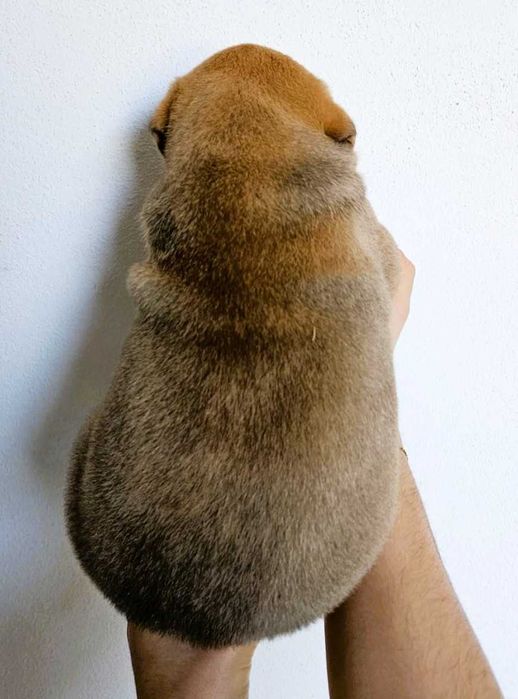 Cachorros Boxer e Labrador para Adoção