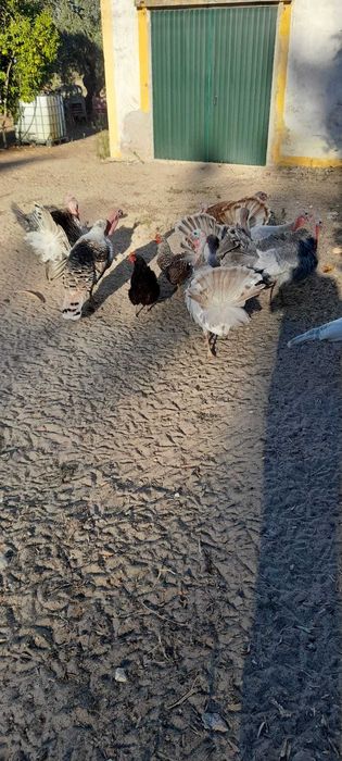 Perus selvagens para venda