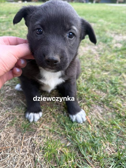 Suczki szczeniaki do adopcji