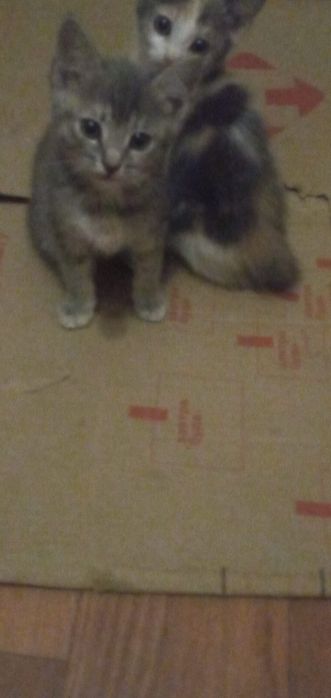 Отдам котят две девочки бесплатно