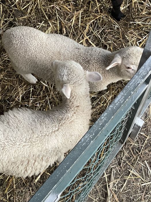 Anhos criados na quinta