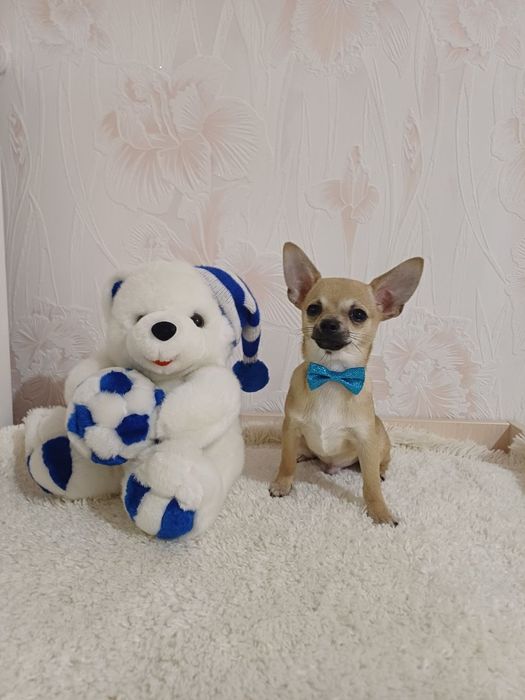 Чихуахуа міні собачка