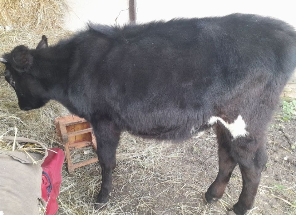 Продам два бычка и телочку