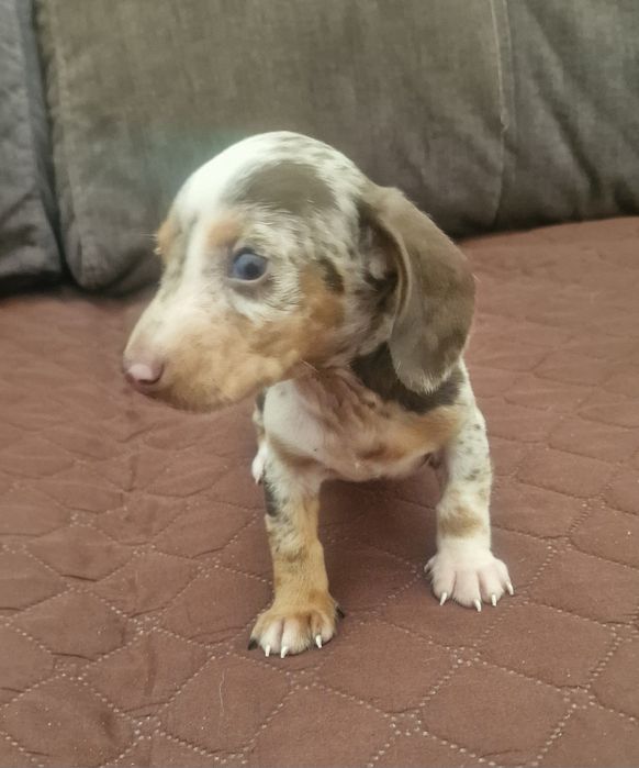 Macho Teckel Miniatura  Piebald
