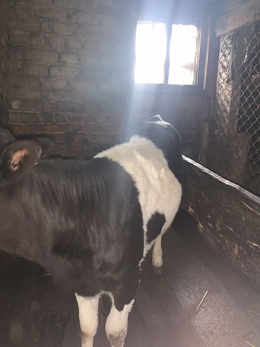 Телиця 4 місяці.