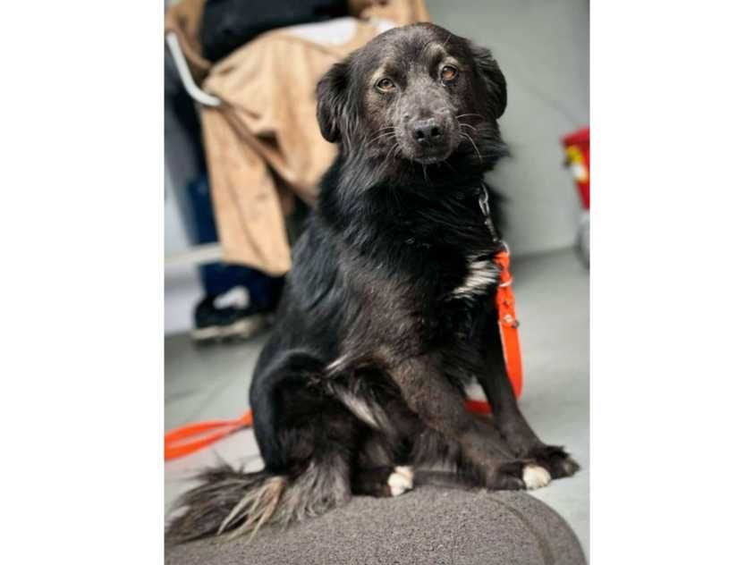 DELIKATNY, wrażliwy, ŚREDNI (11kg) Olek- możliwy dowóz