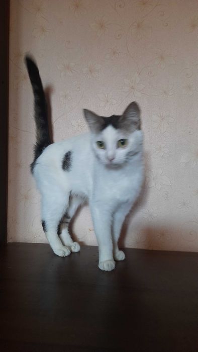 Кішка чекає на сім‘ю