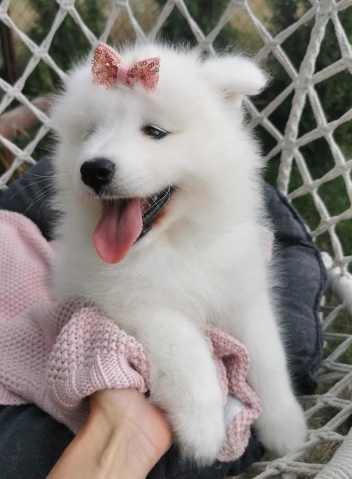 Suczka samojed samoyed szczenię rodowód