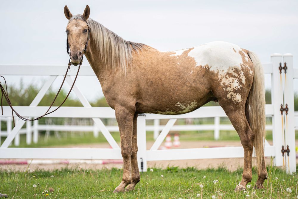 Pięknie umaszczony wałach Appaloosa