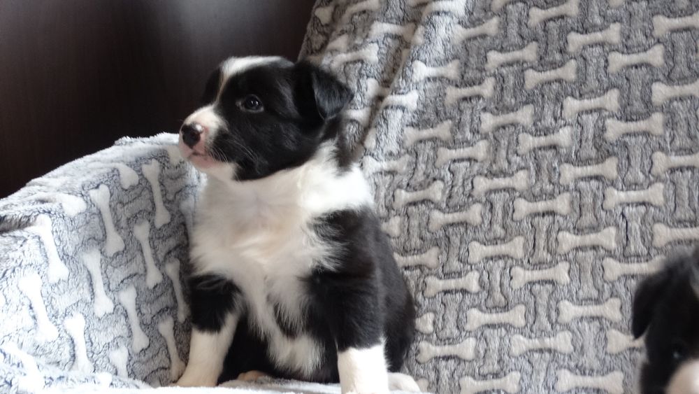 Border collie piesek z rodowodem