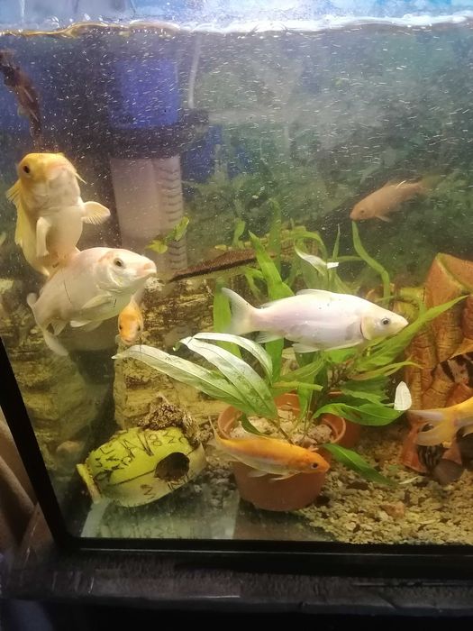 Продам карпа кои