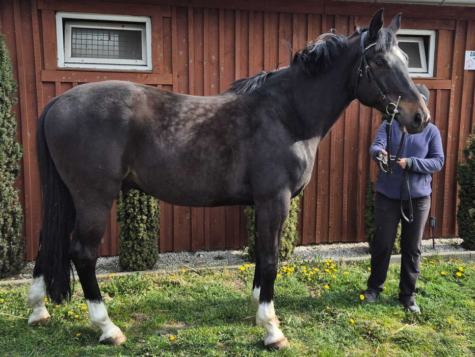 Malowany 5 letni koń